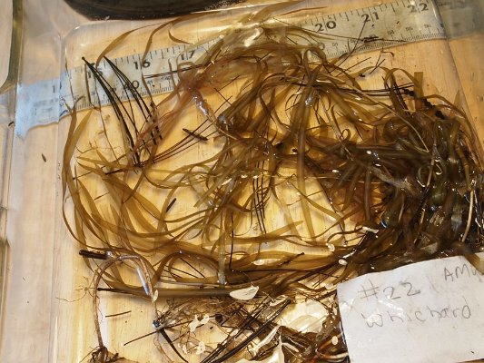 14ribbon-leaf_pondweed2 (2)